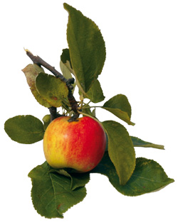 Pflege alter Apfelsorten