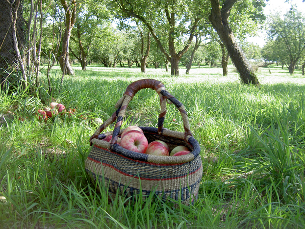 Apfelernte, Korb mit Äpfeln im Apfelhain