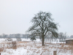 Das Luch im Winter.