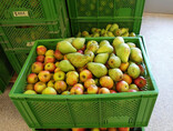 Äpfel und Birnen vor dem Lohnmosten