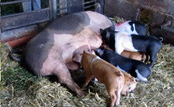 Schwein säugt Ferkel