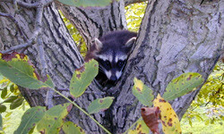 Waschbär in einer Baumgabel